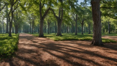 outdoors,sky,day,cloud,tree,blue sky,no humans,shadow,sunlight,grass,nature,scenery,forest,road,bush,path,plant,dappled sunlight