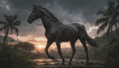 outdoors,sky,cloud,tree,no humans,animal,sunlight,cloudy sky,grass,plant,nature,scenery,sunset,palm tree,sun,riding,horse,horseback riding,forest,bush,dark