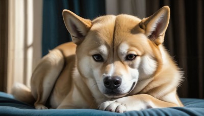 HQ,solo,looking at viewer,lying,indoors,blurry,black eyes,no humans,window,bed,depth of field,blurry background,bed sheet,animal,on bed,on stomach,curtains,dog,realistic,animal focus,whiskers,brown fur,brown eyes,close-up,shiba inu