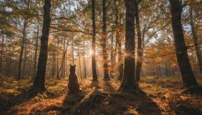 sitting, outdoors, sky, tree, no humans, animal, leaf, sunlight, grass, nature, scenery, forest, sunset, autumn leaves, autumn