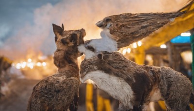 closed eyes,outdoors,sky,cloud,blurry,from side,no humans,depth of field,blurry background,animal,fangs,cat,kiss,realistic,animal focus,day,signature,dog,photo background