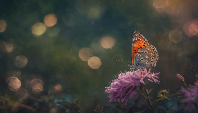 flower, wings, blurry, no humans, depth of field, bug, scenery, purple flower, bokeh