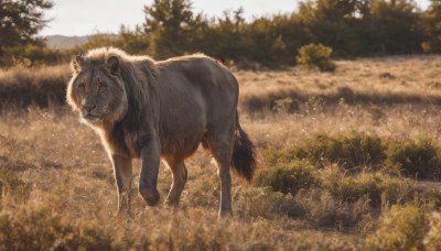 solo,outdoors,day,blurry,tree,no humans,depth of field,animal,grass,nature,scenery,forest,realistic,animal focus,lion,looking at viewer,standing,sky