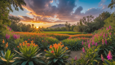 flower, outdoors, sky, cloud, tree, no humans, cloudy sky, grass, plant, nature, scenery, sunset, purple flower, sun, road, field, orange flower, path