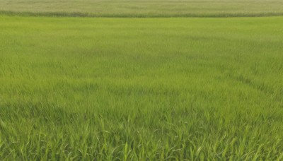 outdoors,sky,day,no humans,traditional media,grass,nature,scenery,field,green theme,plant