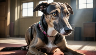 HQ,looking at viewer,brown eyes,day,indoors,blurry,collar,no humans,window,depth of field,blurry background,animal,sunlight,cat,dog,wooden floor,realistic,animal focus,animal collar,closed mouth,chair,colored sclera,door,red collar