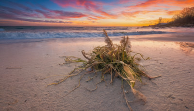 outdoors, sky, cloud, water, tree, dutch angle, no humans, ocean, beach, plant, scenery, sunset, sand, horizon, shore