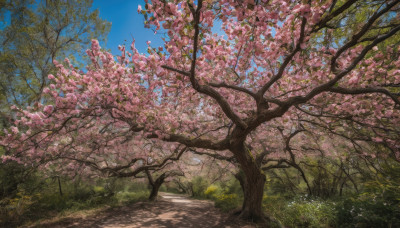 flower, outdoors, sky, day, tree, blue sky, no humans, grass, cherry blossoms, scenery, road, path, spring (season)