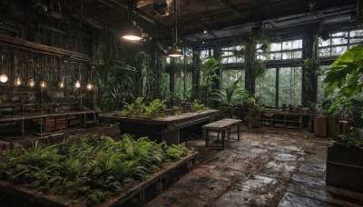 indoors,tree,no humans,window,leaf,chair,table,sunlight,plant,scenery,potted plant,lamp,bench,ruins,ceiling,moss,ceiling light,overgrown,day,wooden floor,vines,stool