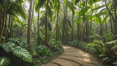 outdoors,day,tree,no humans,leaf,sunlight,grass,plant,nature,scenery,forest,road,dappled sunlight,path,bush