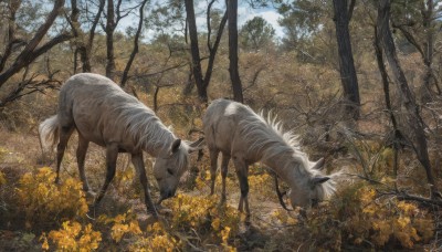 flower,outdoors,sky,day,cloud,signature,tree,no humans,animal,grass,nature,scenery,forest,realistic,yellow flower,animal focus,horse,bare tree,artist name,field,goat