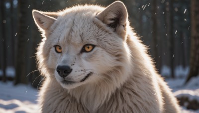 solo,looking at viewer,closed mouth,yellow eyes,outdoors,blurry,tree,orange eyes,no humans,depth of field,blurry background,animal,cat,portrait,nature,snow,forest,colored sclera,snowing,realistic,animal focus,white fur,winter,whiskers,signature,close-up,rain