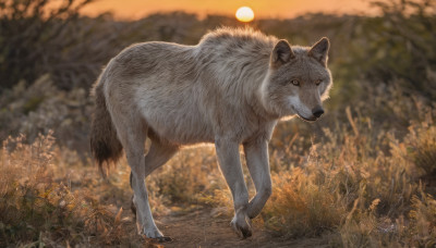 looking at viewer, outdoors, blurry, no humans, animal, sunset, realistic, sun, animal focus, wolf