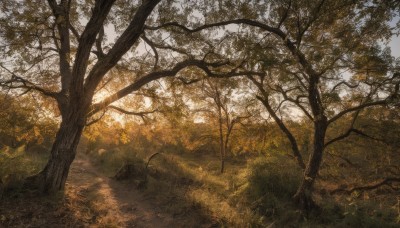 outdoors,sky,day,tree,no humans,leaf,sunlight,grass,nature,scenery,forest,path,road,bare tree,autumn,landscape