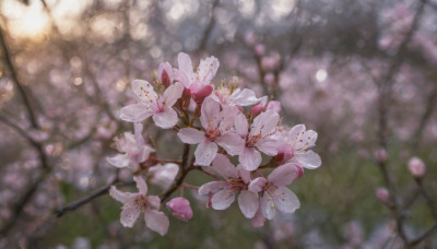 flower, outdoors, day, blurry, tree, no humans, depth of field, blurry background, cherry blossoms, scenery, branch, still life, spring (season)