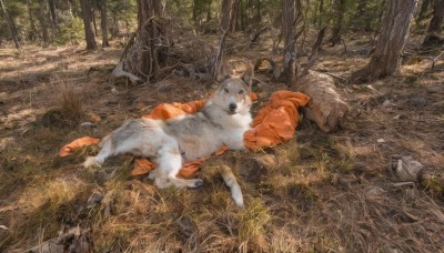 outdoors,lying,day,signature,on back,tree,no humans,animal,grass,nature,scenery,forest,dog,rock,realistic,looking at viewer,open mouth,on side,traditional media,animal focus