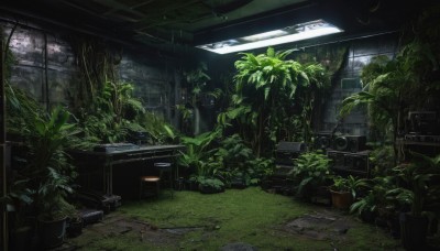 outdoors,day,indoors,tree,no humans,window,sunlight,grass,plant,nature,scenery,potted plant,ruins,moss,overgrown,table,shelf