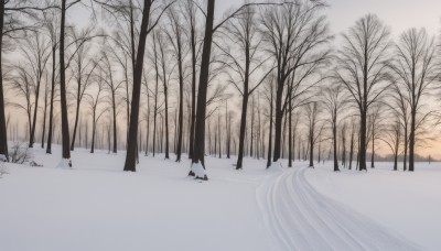 1girl,solo,monochrome,outdoors,sky,cloud,tree,no humans,nature,scenery,snow,forest,winter,bare tree,shadow,walking,sunset,landscape,footprints