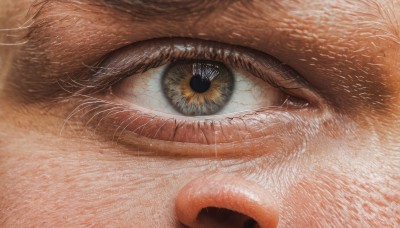 solo,looking at viewer,blue eyes,1boy,yellow eyes,eyelashes,no humans,animal,cat,slit pupils,close-up,1other,reflection,realistic,animal focus,whiskers,eye focus,male focus,colored sclera,brown theme