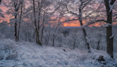 outdoors,sky,cloud,tree,no humans,cloudy sky,nature,scenery,snow,forest,sunset,winter,bare tree,ice,landscape