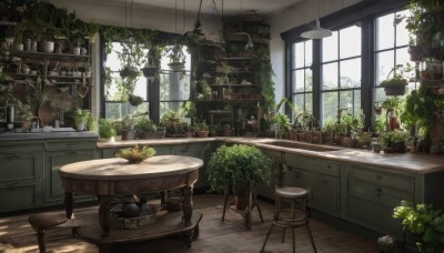 day,indoors,tree,cup,book,no humans,window,chair,table,sunlight,bottle,plant,scenery,wooden floor,basket,potted plant,lamp,stool,shelf,kitchen,jar,sink,cabinet,counter