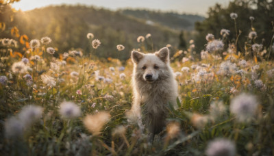 looking at viewer, flower, outdoors, day, blurry, no humans, depth of field, blurry background, animal, scenery, realistic, field, animal focus