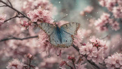 flower, outdoors, wings, day, blurry, tree, petals, no humans, depth of field, blurry background, bug, cherry blossoms, butterfly, scenery, pink flower, realistic, branch, butterfly wings, still life, spring (season)