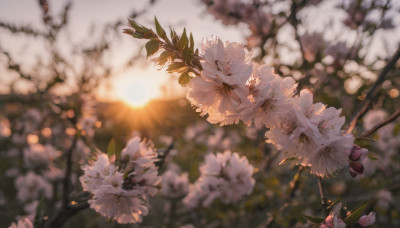 1girl, solo, dress, flower, outdoors, blurry, tree, no humans, depth of field, blurry background, sunlight, white flower, scenery, sun, branch