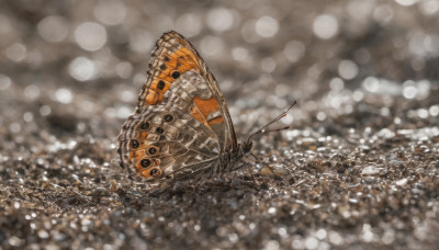 blurry, no humans, depth of field, bug, scenery, arrow (projectile), bokeh