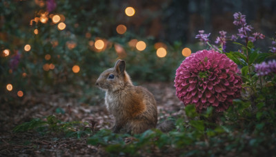 flower, outdoors, blurry, no humans, depth of field, animal, leaf, realistic, purple flower, animal focus