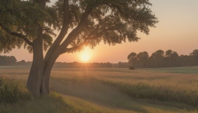 outdoors,sky,cloud,tree,no humans,sunlight,cat,grass,nature,scenery,sunset,sun,hill,forest,field,landscape,orange sky,yellow sky