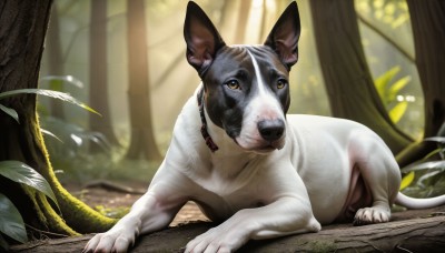 HQ,solo,brown eyes,closed mouth,yellow eyes,outdoors,day,signature,blurry,tree,no humans,depth of field,blurry background,animal,leaf,plant,nature,forest,realistic,branch,animal focus,looking at viewer,full body,lying,collar,sunlight,on stomach,dog,animal collar