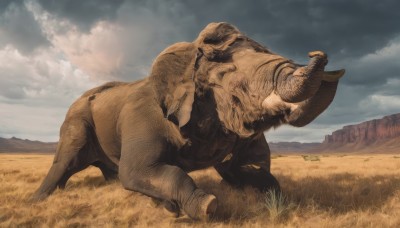 solo,outdoors,horns,sky,day,cloud,no humans,animal,cloudy sky,grass,scenery,realistic,tusks,goat,blue sky,walking,running,mountain,field,desert