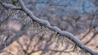 outdoors,sky,blurry,tree,no humans,night,depth of field,blurry background,cherry blossoms,scenery,snow,branch,winter,bare tree,day,from above,plant,snowing