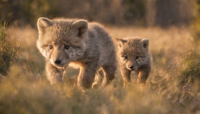 looking at viewer,blue eyes,outdoors,day,blurry,no humans,depth of field,blurry background,animal,grass,plant,nature,blurry foreground,realistic,animal focus,signature,fox