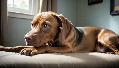 HQ,solo,brown eyes,closed mouth,lying,day,indoors,collar,no humans,window,bed,bed sheet,animal,on bed,on stomach,dog,realistic,animal focus,whiskers,what,teeth,blanket,under covers,animal collar