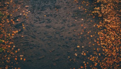 outdoors,tree,no humans,leaf,from above,nature,scenery,autumn leaves,autumn,orange theme,sunlight,road