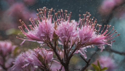 flower, outdoors, blurry, tree, no humans, depth of field, blurry background, scenery, branch, still life