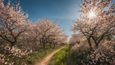 outdoors, sky, day, cloud, tree, blue sky, no humans, sunlight, grass, cherry blossoms, nature, scenery, sun, road, field, path