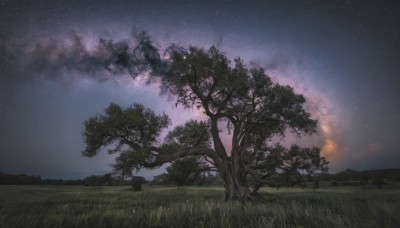 outdoors,sky,cloud,tree,no humans,night,grass,star (sky),nature,night sky,scenery,forest,starry sky,field,landscape,milky way