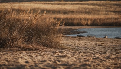 1girl,solo,outdoors,day,water,blurry,tree,no humans,depth of field,grass,nature,scenery,reflection,river,brown theme,sky,rock,landscape,log