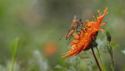 solo,flower,outdoors,wings,blurry,no humans,depth of field,blurry background,leaf,fire,plant,robot,signature,mecha,1other,flying,science fiction,realistic,alien,non-humanoid robot