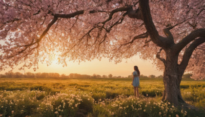 1girl, solo, long hair, brown hair, dress, standing, flower, outdoors, sky, from behind, tree, grass, scenery, sunset, field, flower field