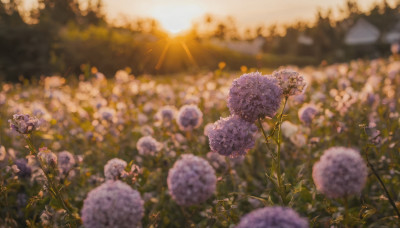 flower, outdoors, sky, blurry, no humans, depth of field, sunlight, scenery, purple flower, sun, field, hydrangea