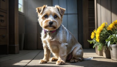 HQ,solo,blue eyes,closed mouth,full body,flower,day,indoors,blurry,collar,no humans,window,animal,sunlight,cat,plant,dog,realistic,yellow flower,door,sunflower,potted plant,animal focus,vase,flower pot,pet bowl,looking at viewer,bell,jingle bell,neck bell,sliding doors,animal collar