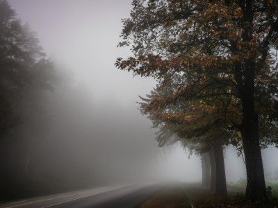 outdoors,sky,day,cloud,tree,no humans,leaf,grass,nature,scenery,forest,road,bush,fog,path,sunlight,landscape