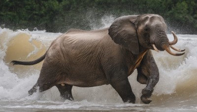 solo,standing,tail,outdoors,horns,day,water,blurry,black eyes,tree,wet,no humans,animal,nature,realistic,animal focus,pig,elephant,goat,ocean,waves