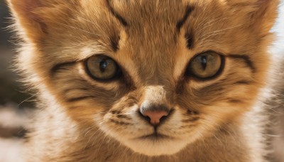 solo,looking at viewer,blue eyes,simple background,closed mouth,signature,blurry,no humans,animal,cat,portrait,close-up,realistic,animal focus,whiskers,eye focus,brown eyes,slit pupils,orange fur