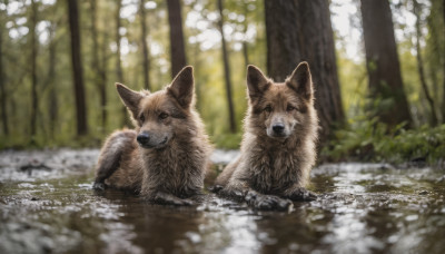 looking at viewer, outdoors, day, blurry, tree, no humans, animal, nature, forest, dog, realistic, animal focus, wolf