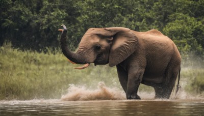 solo,outdoors,horns,day,water,tree,no humans,bird,animal,nature,wading,forest,realistic,animal focus,splashing,tusks,standing,grass,elephant